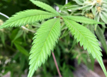 Poll Shows GOP Primary Voters Support THC Ban in Texas