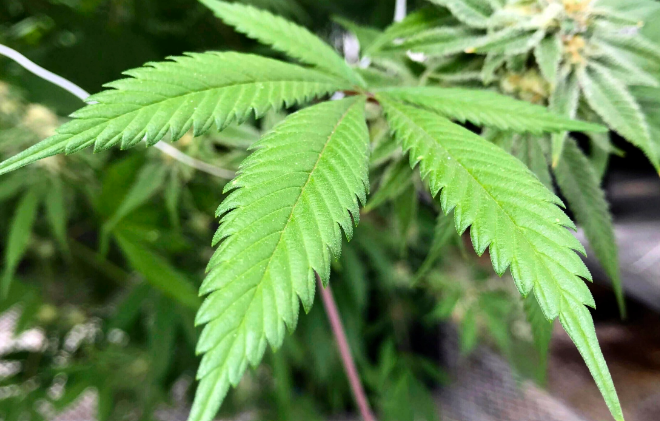 Poll Shows Texas Republicans Oppose Banning Hemp Products