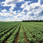 farming
