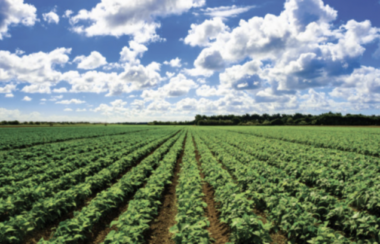 Fair Seeds for Farmers Act Takes Aim at Corporate Control Over America's Food Supply