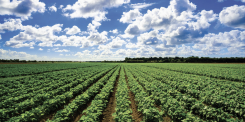 Fair Seeds for Farmers Act Takes Aim at Corporate Control Over America's Food Supply